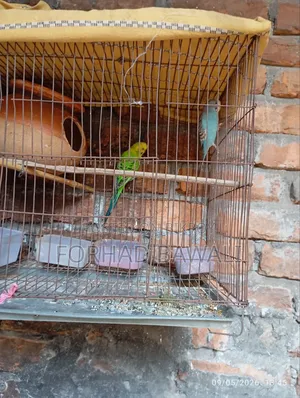 Budgie Bird Pair for Sale