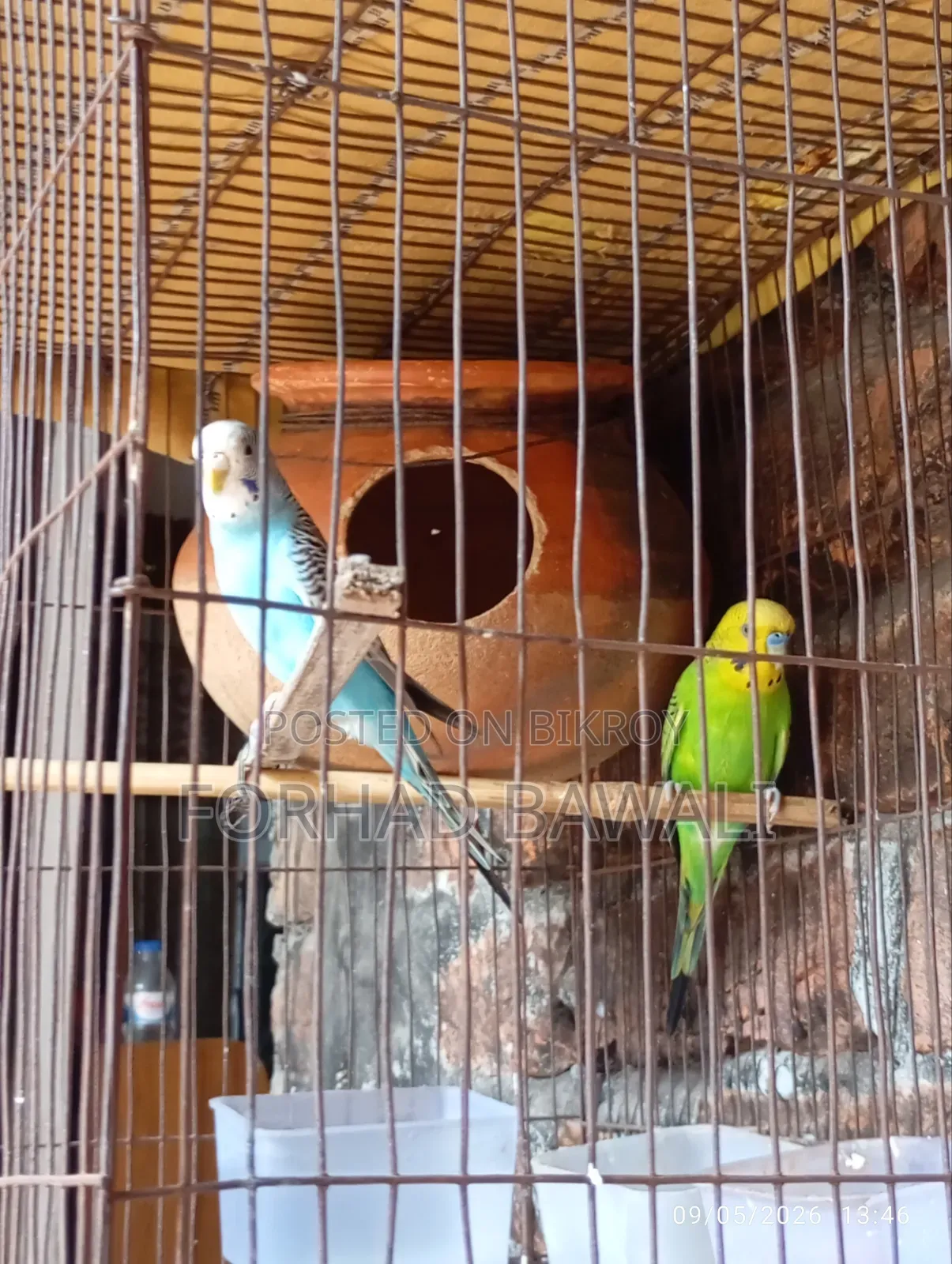 Budgie Bird Pair for Sale