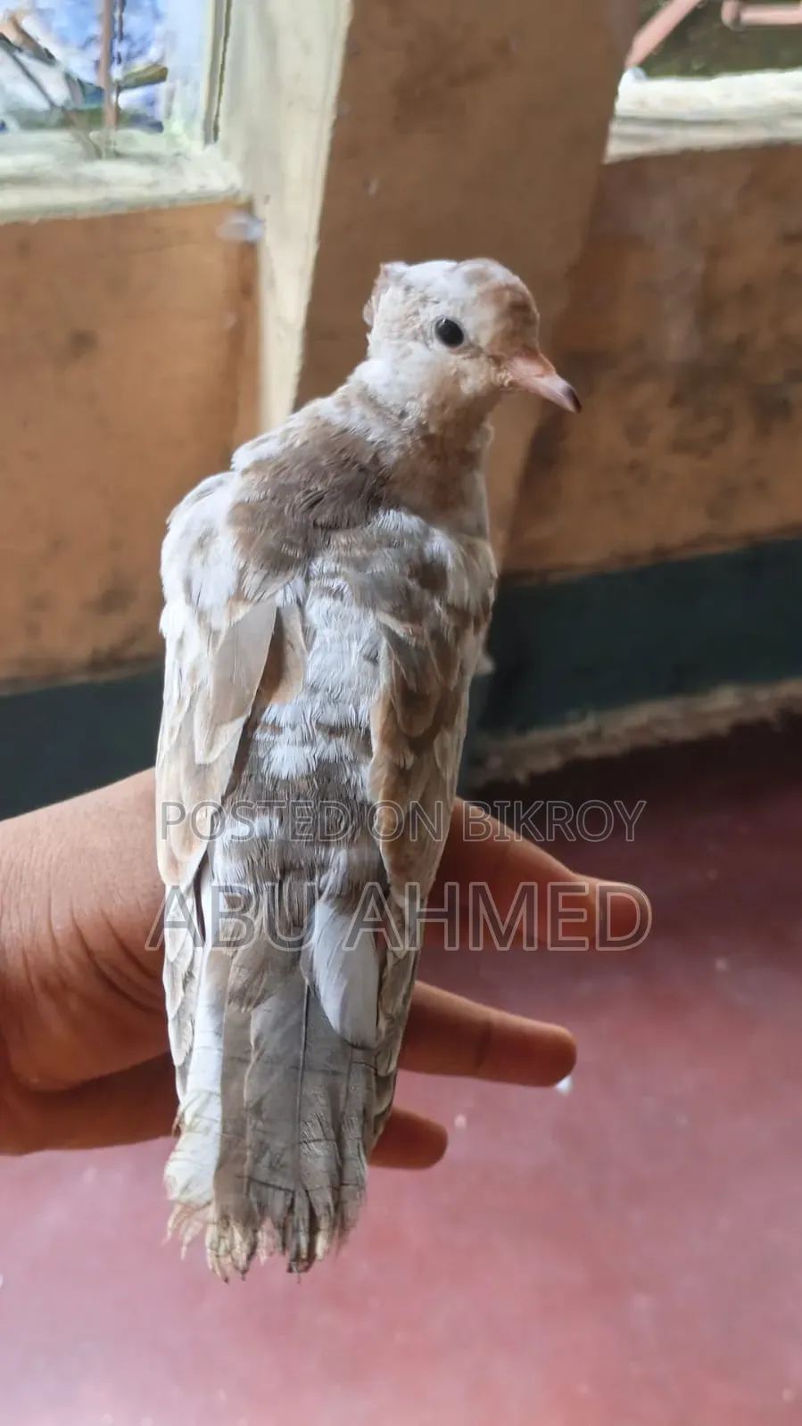 অস্ট্রেলিয়ান ডোভ চুইটাল