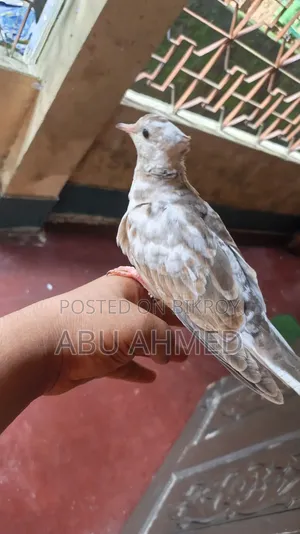 অস্ট্রেলিয়ান ডোভ চুইটাল