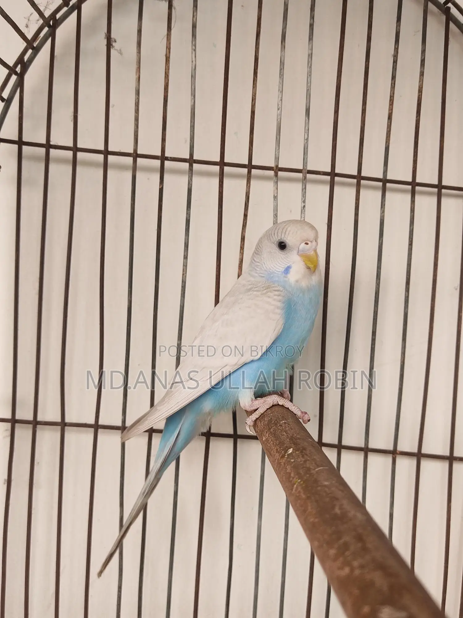 Budgie Baby