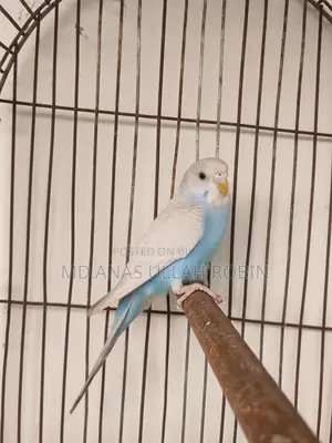 Budgie Baby