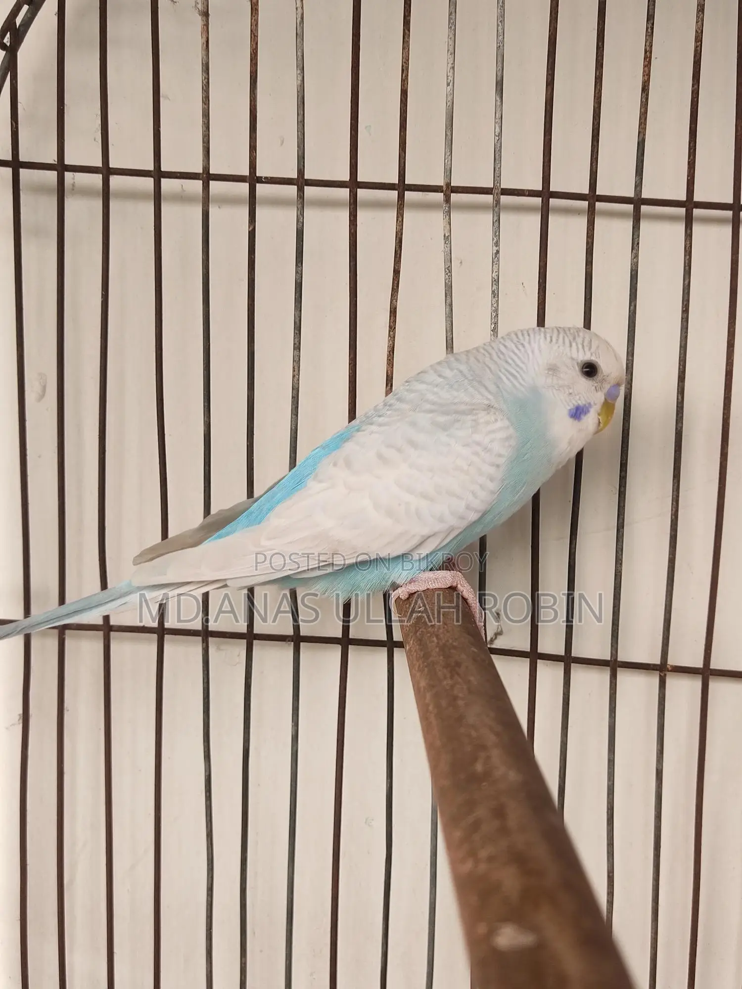 Budgie Baby