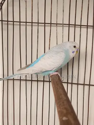 Budgie Baby