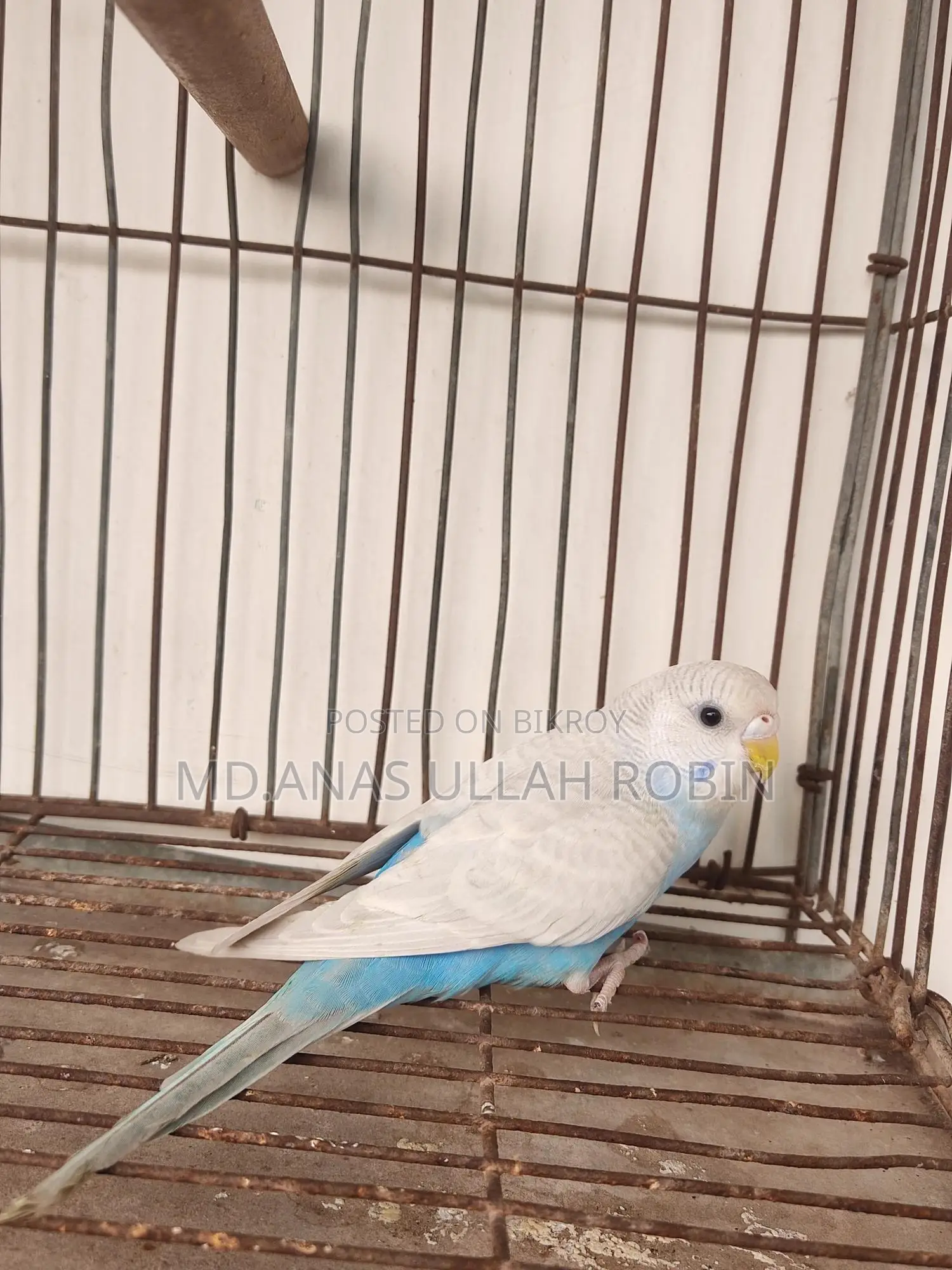 Budgie Baby