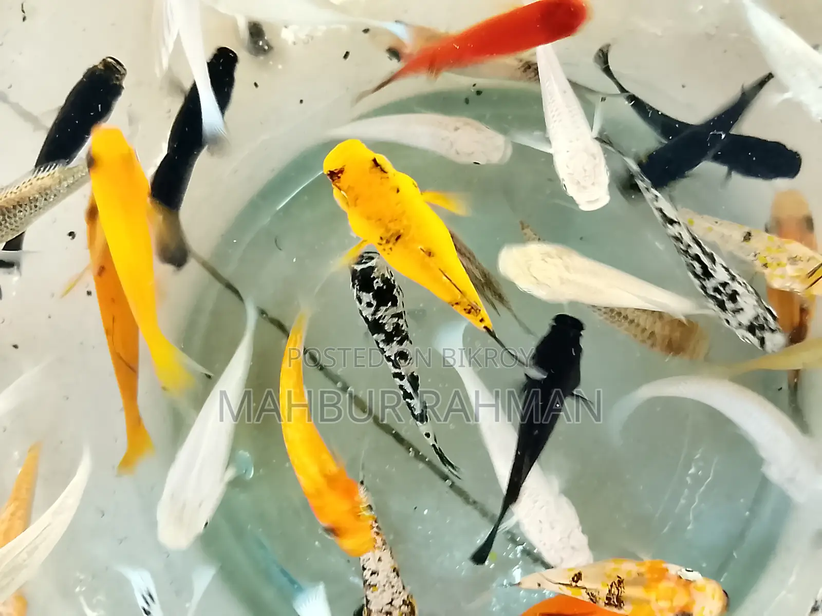 অনেক ধরনের একুরিয়াম মাছ বিক্রয়