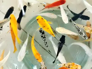 অনেক ধরনের একুরিয়াম মাছ বিক্রয়