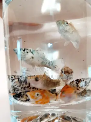 অনেক ধরনের একুরিয়াম মাছ বিক্রয়