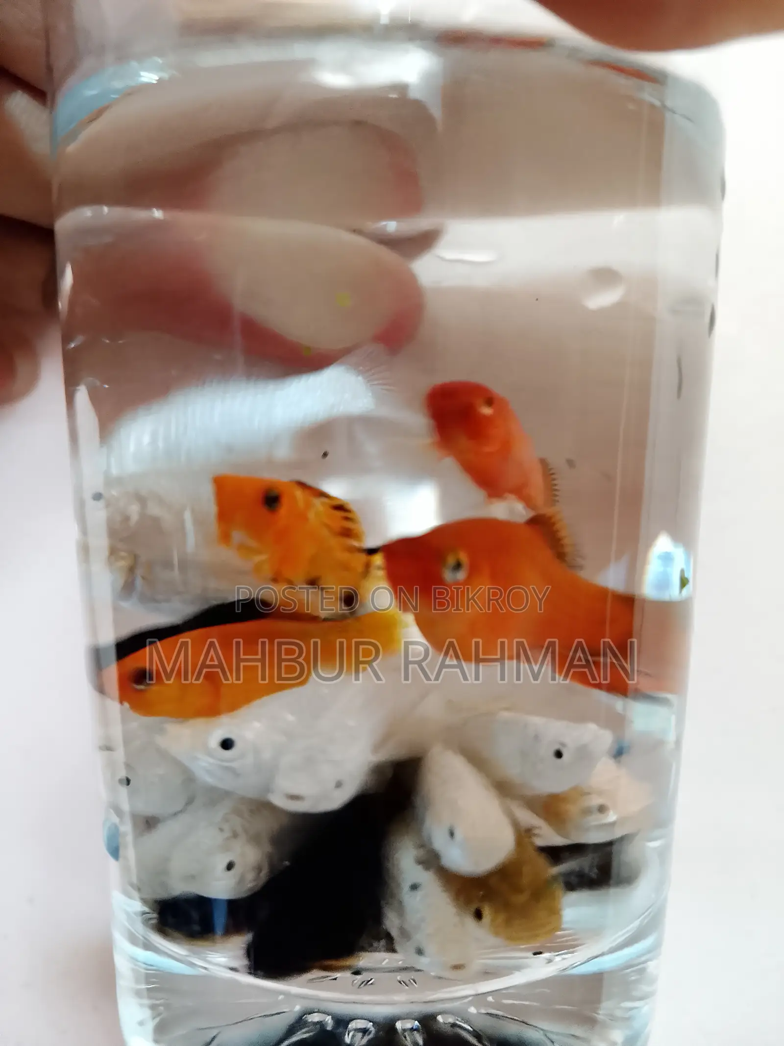 অনেক ধরনের একুরিয়াম মাছ বিক্রয়