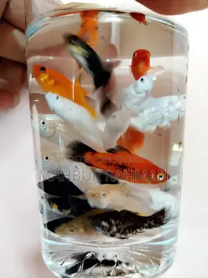 অনেক ধরনের একুরিয়াম মাছ বিক্রয়