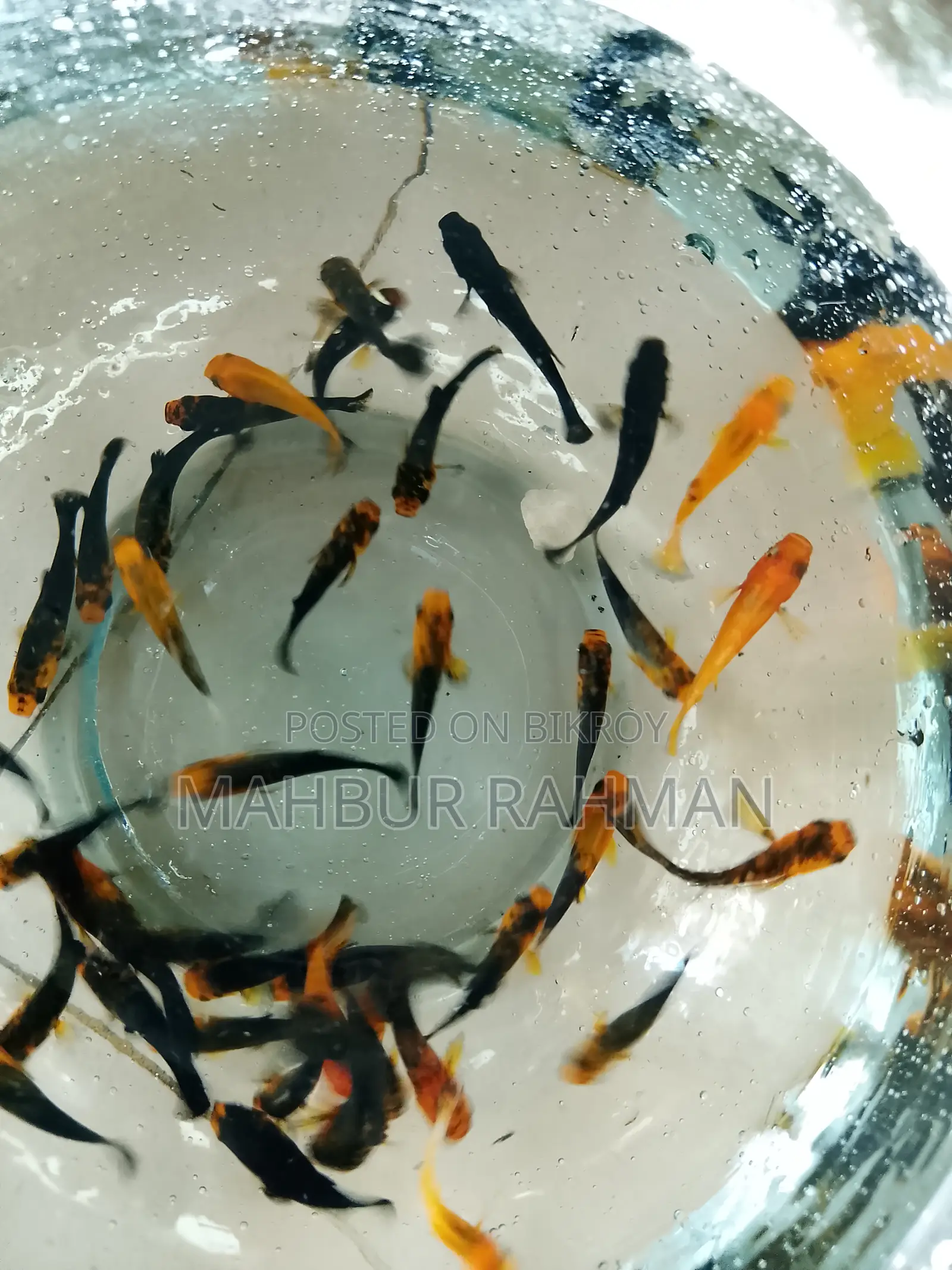 অনেক ধরনের একুরিয়াম মাছ বিক্রয়