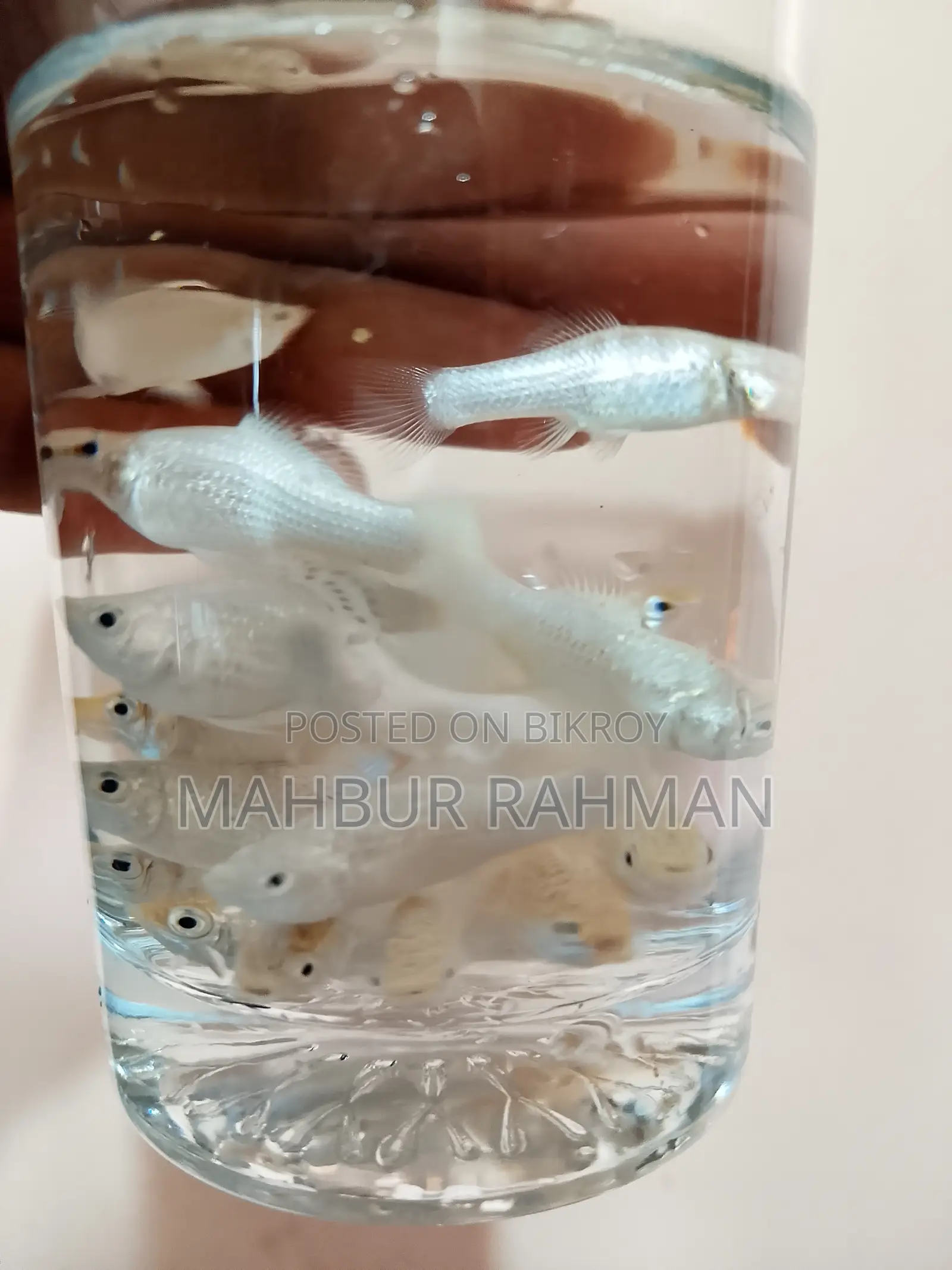 অনেক ধরনের একুরিয়াম মাছ বিক্রয়