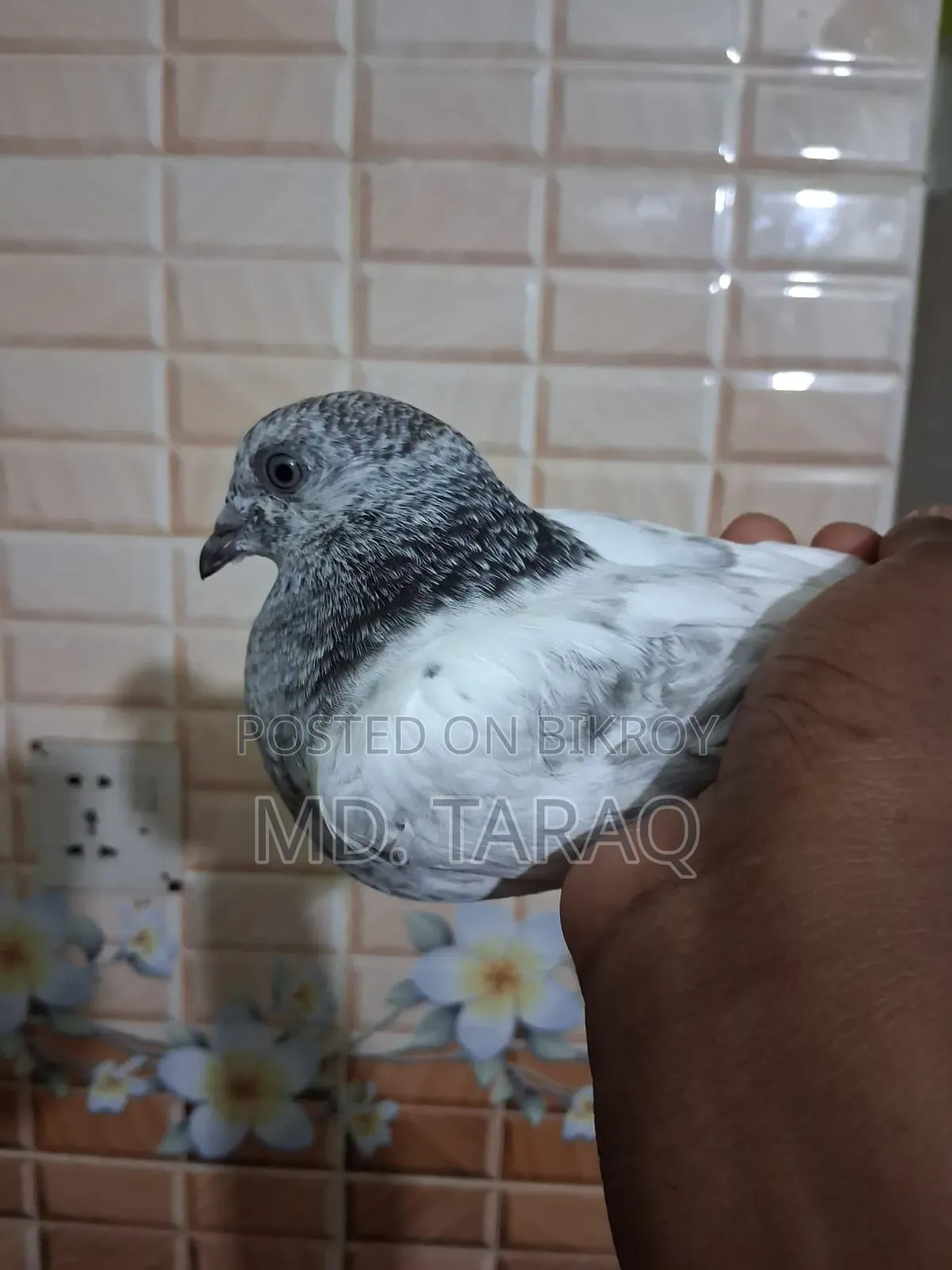 Silver Kobutor