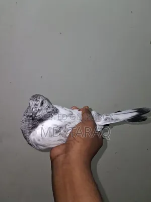 Silver Kobutor