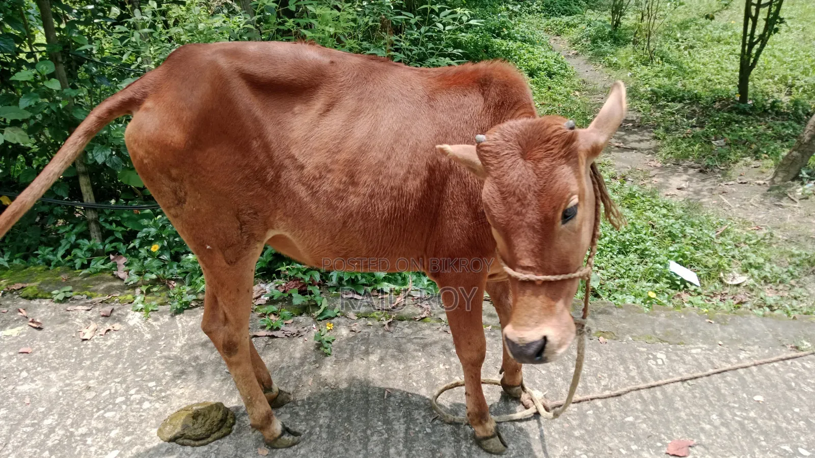 একটি লাল গাভী গরু বিক্রয়