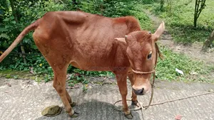 একটি লাল গাভী গরু বিক্রয়