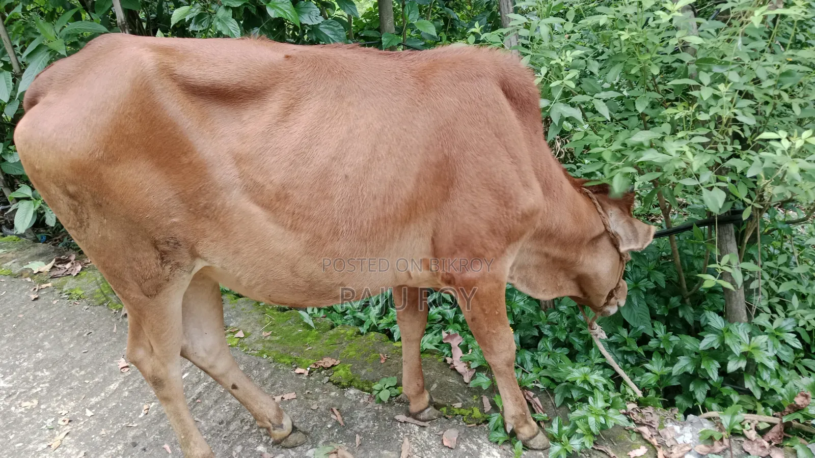 একটি লাল গাভী গরু বিক্রয়