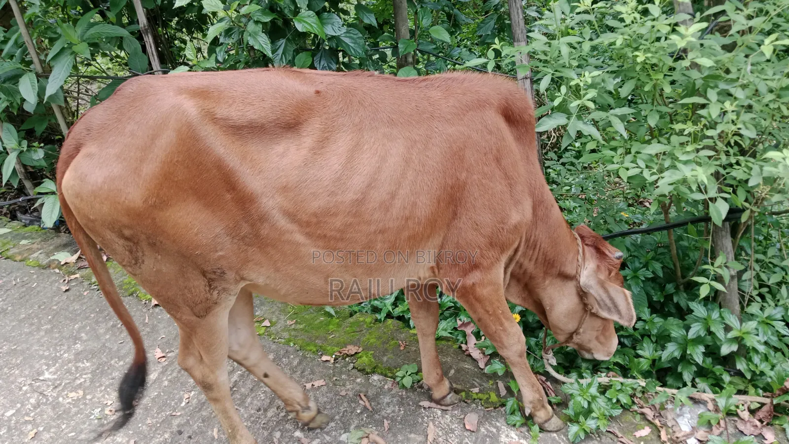 একটি লাল গাভী গরু বিক্রয়