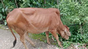 একটি লাল গাভী গরু বিক্রয়