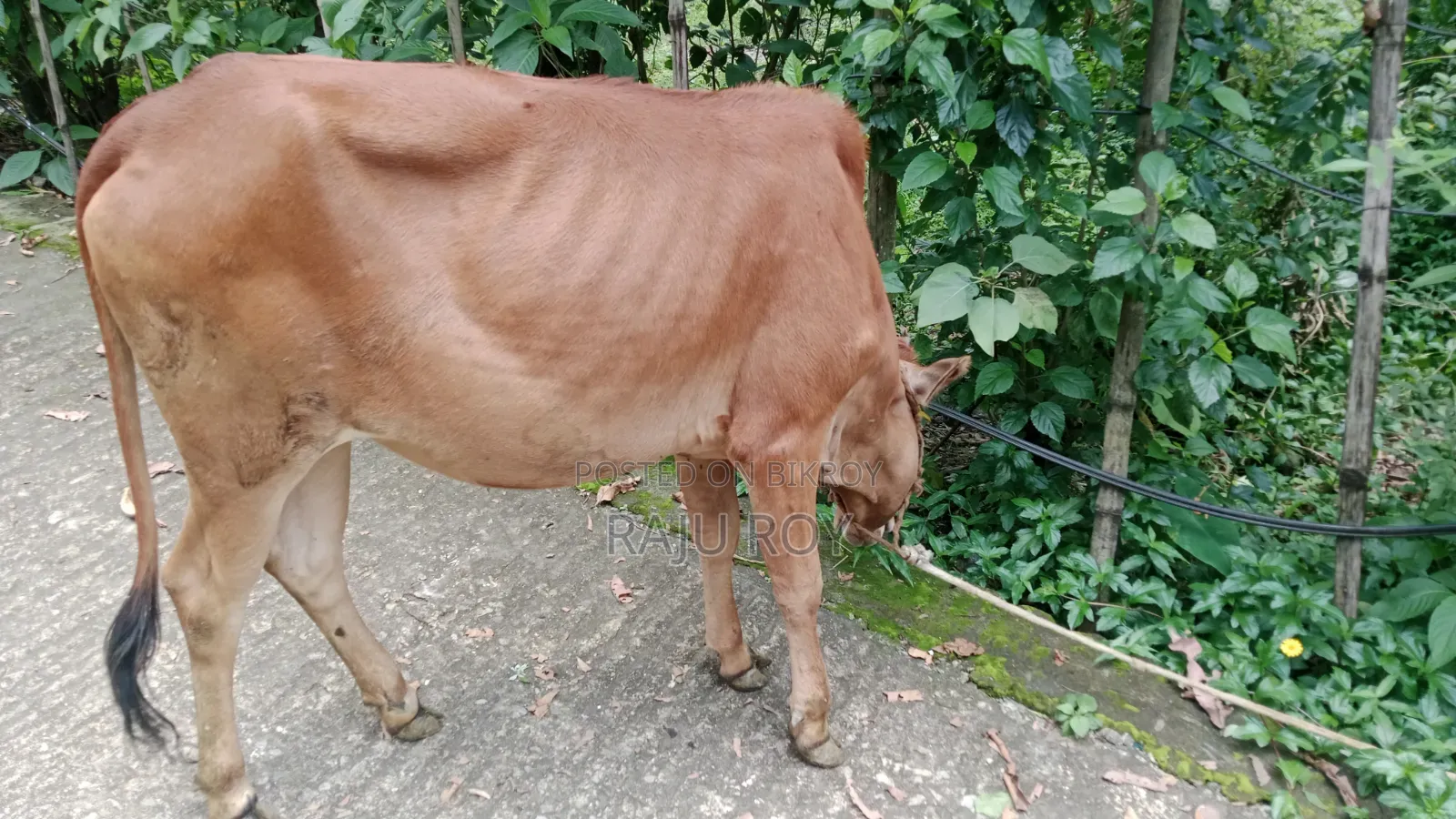 একটি লাল গাভী গরু বিক্রয়