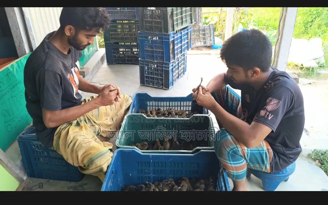 Male and Female Ducklings for Sale with 100% Guarantee!