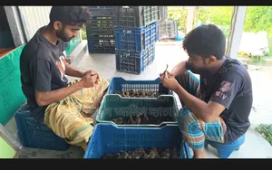 ১০০% গ্যারান্টি সহকারে পুরুষ ও মহিলা হাঁসের বাচ্চা বিক্রি করা হয়!