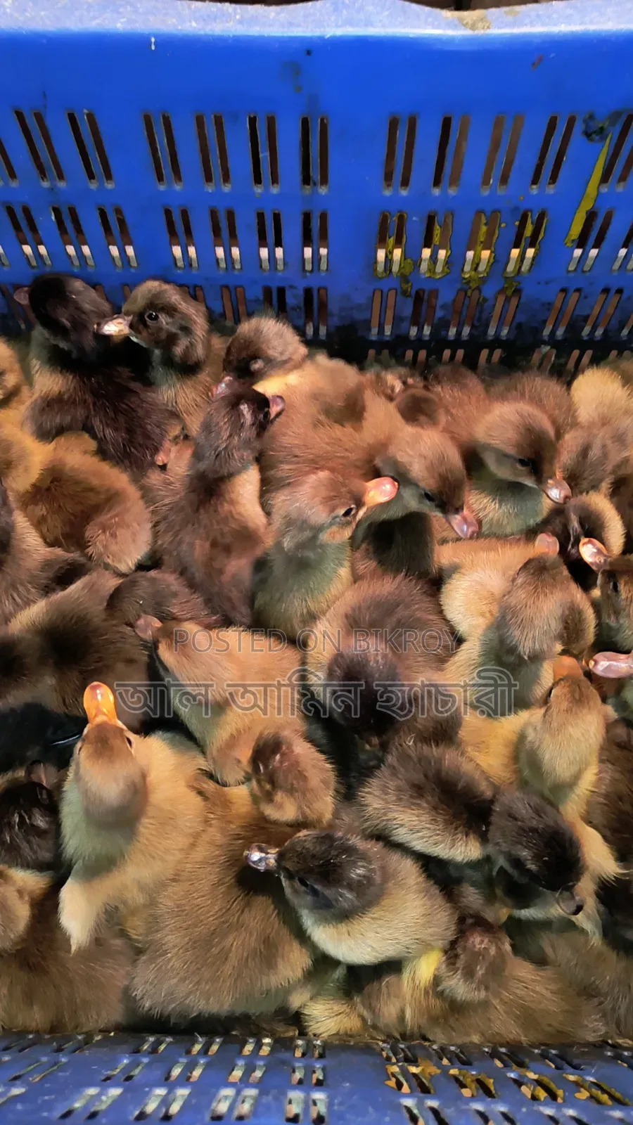 Male and Female Ducklings for Sale with 100% Guarantee!