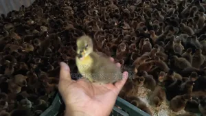 Male and Female Ducklings for Sale with 100% Guarantee!