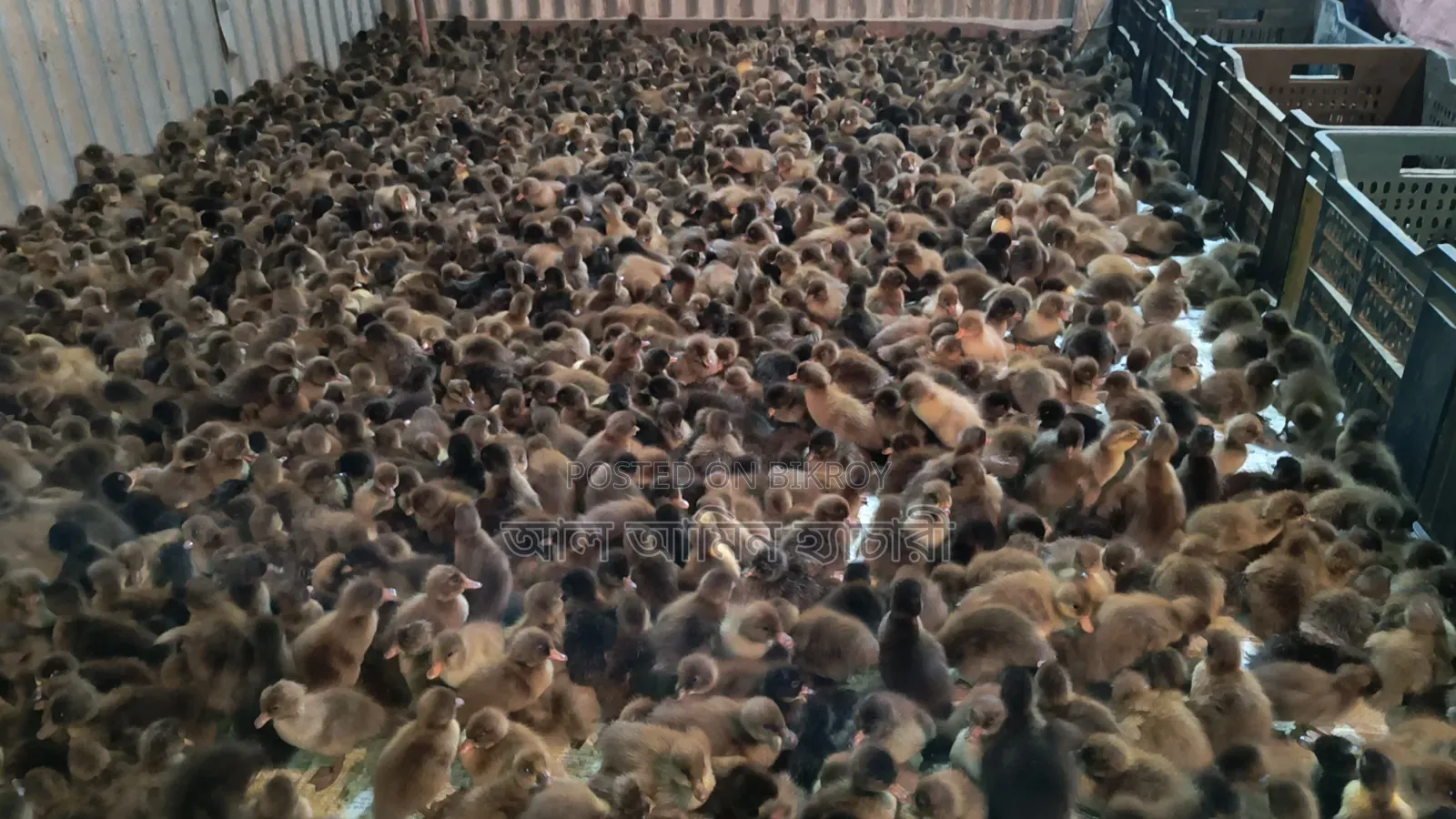 Male and Female Ducklings for Sale with 100% Guarantee!