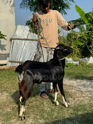 Local Castrated Goat