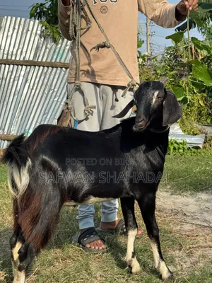 Local Castrated Goat