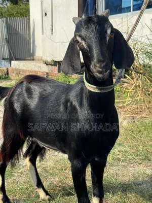 Local Castrated Goat