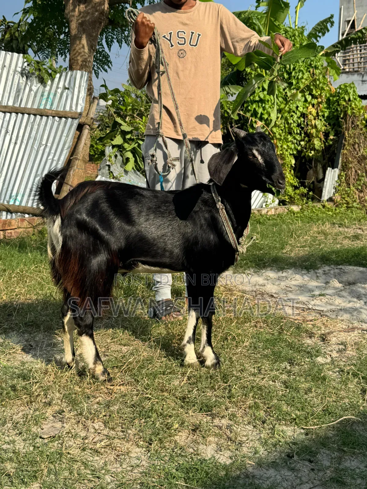 Local Castrated Goat