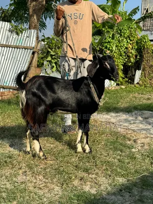 Local Castrated Goat