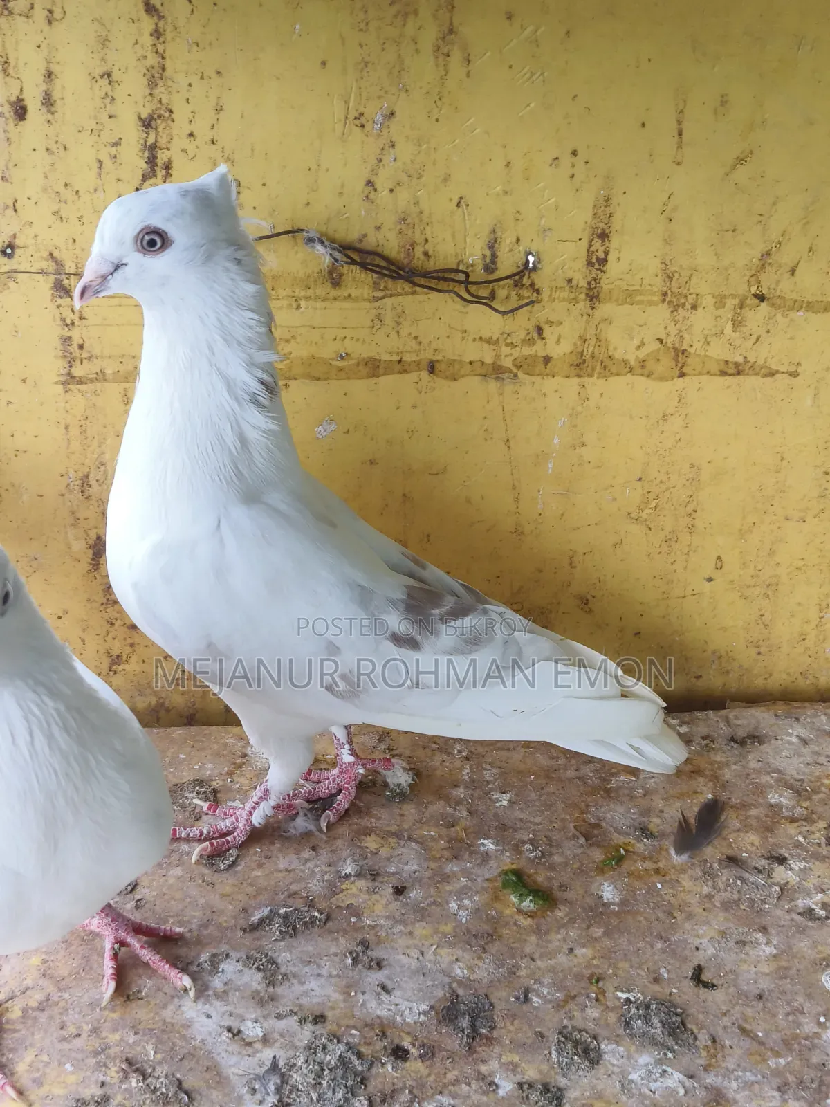 Healthy Male Pigeon