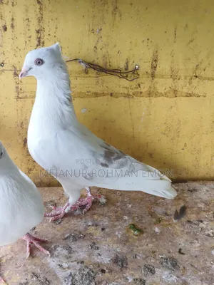 Healthy Male Pigeon