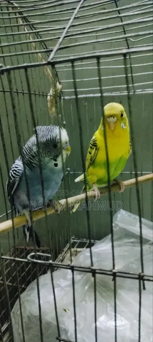 2 Pairs of Budgies