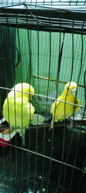 2 Pairs of Budgies
