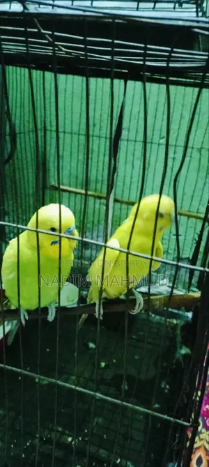 2 Pairs of Budgies