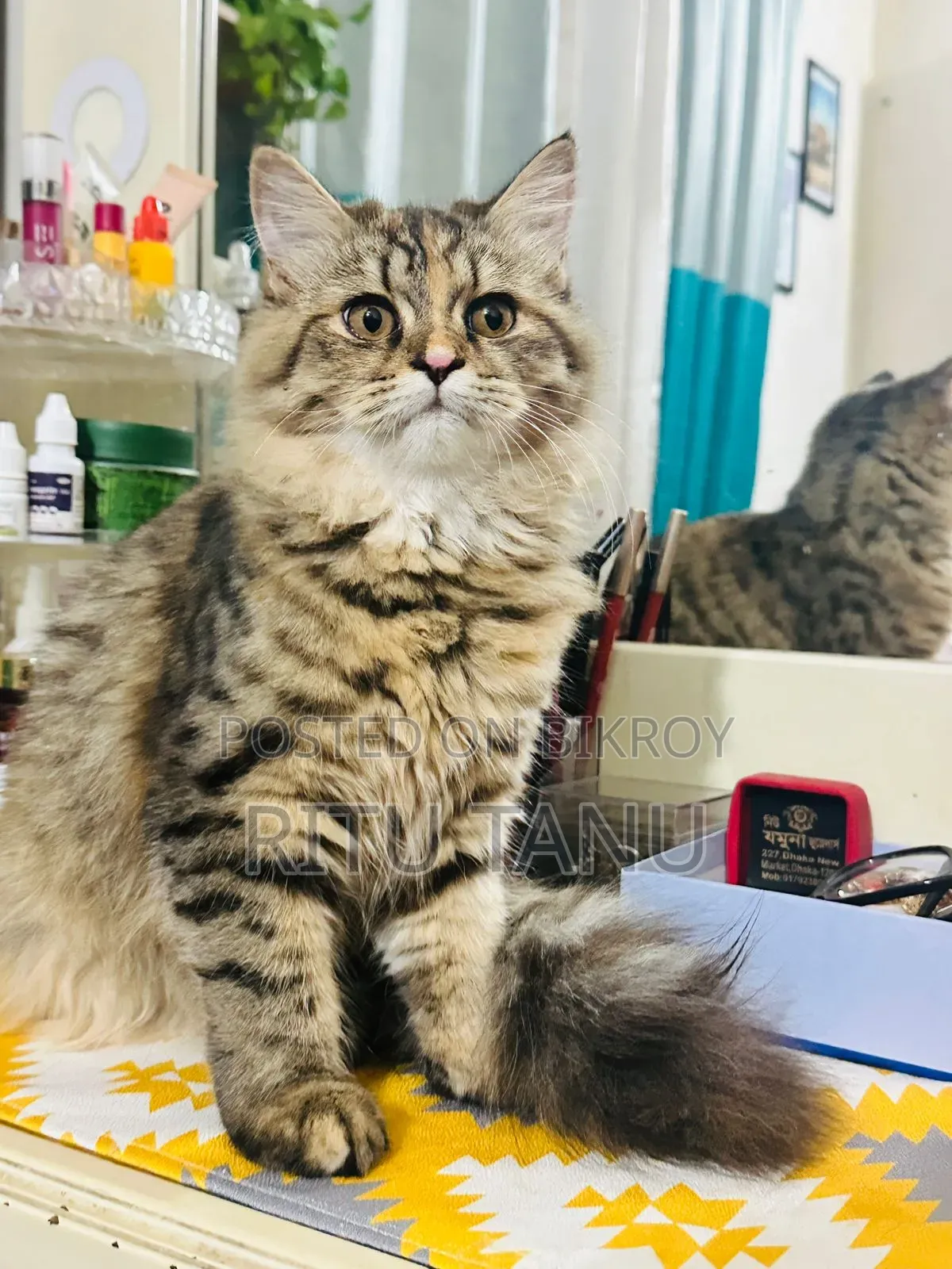 3-6 Months Female Purebred Exotic