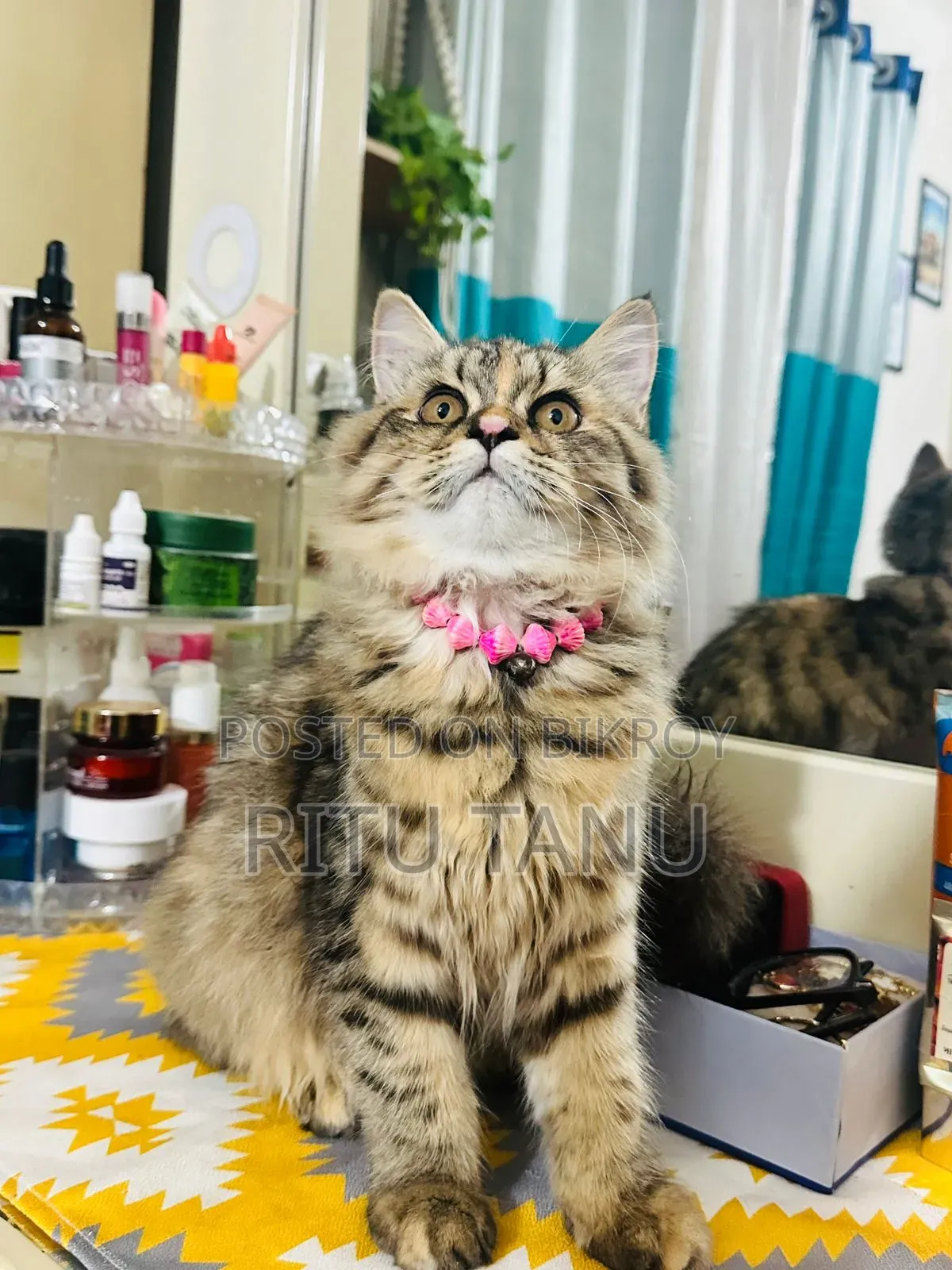 3-6 Months Female Purebred Exotic