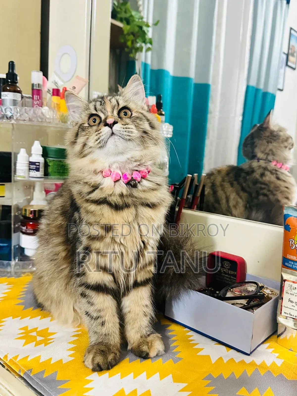 3-6 Months Female Purebred Exotic