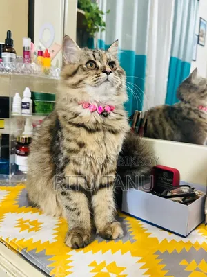 3-6 Months Female Purebred Exotic