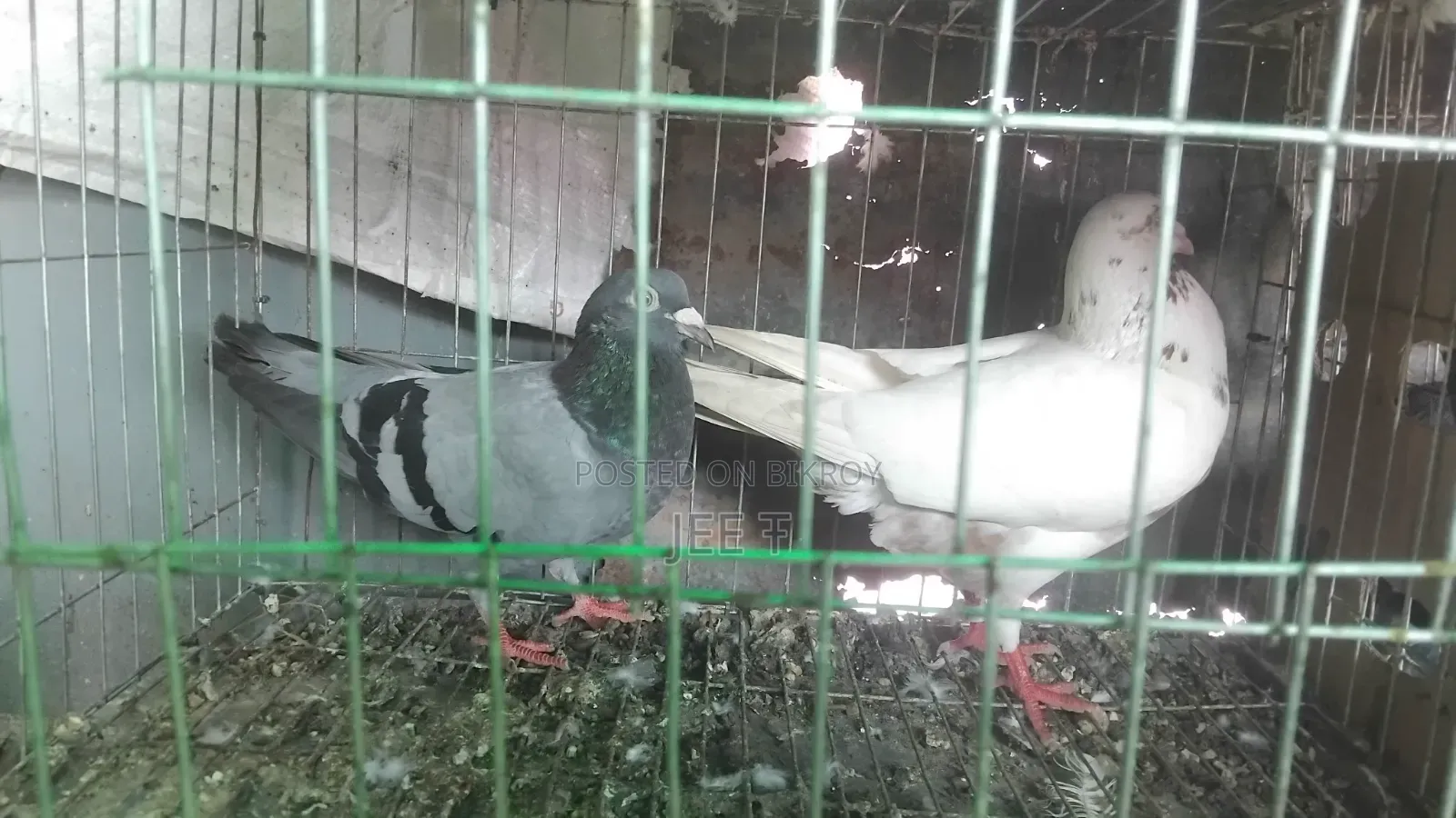 রেসার কবুতর সেল করা হবে