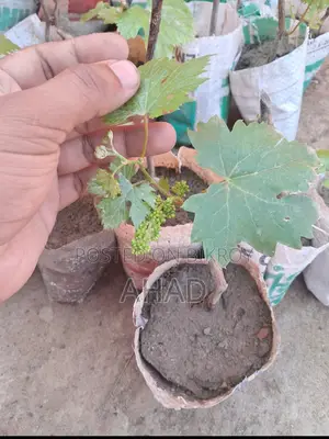 কালো আঙ্গুর চারা