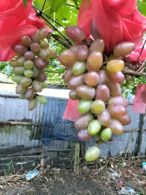 কালো আঙ্গুর চারা