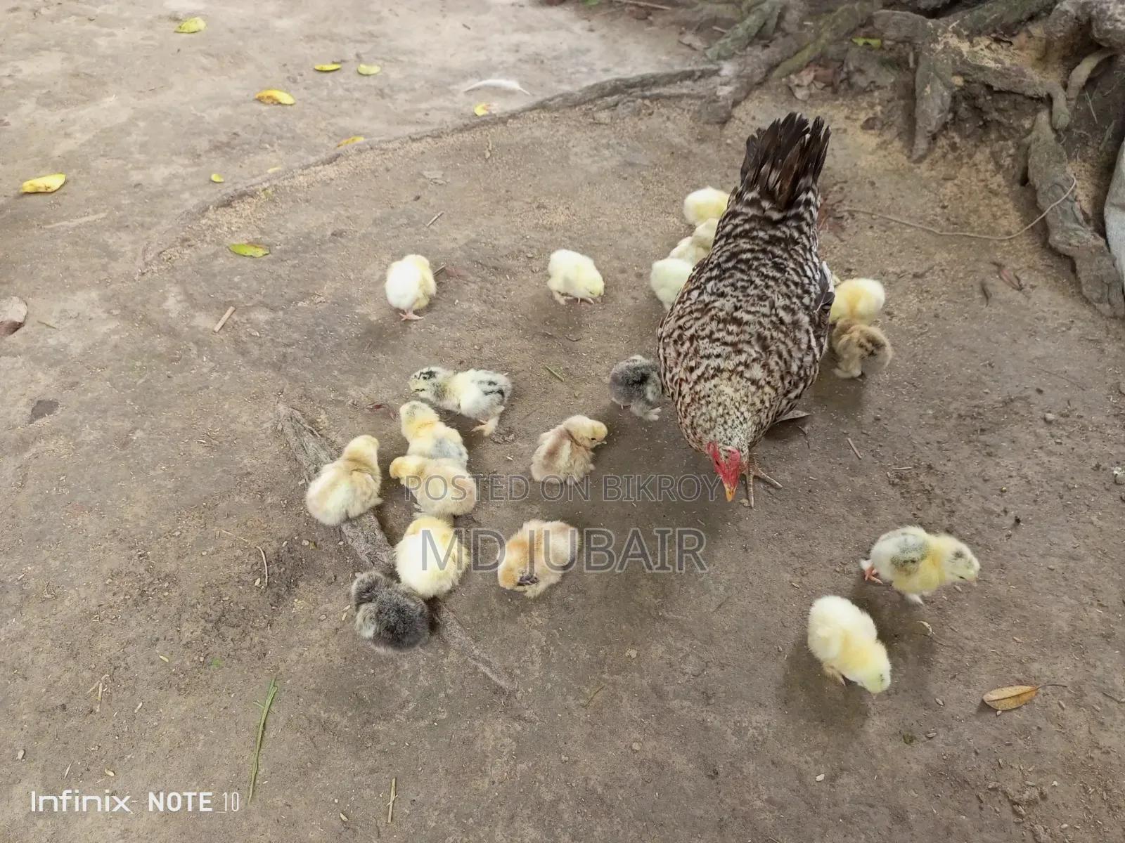 Brahma and Silkie Chicks