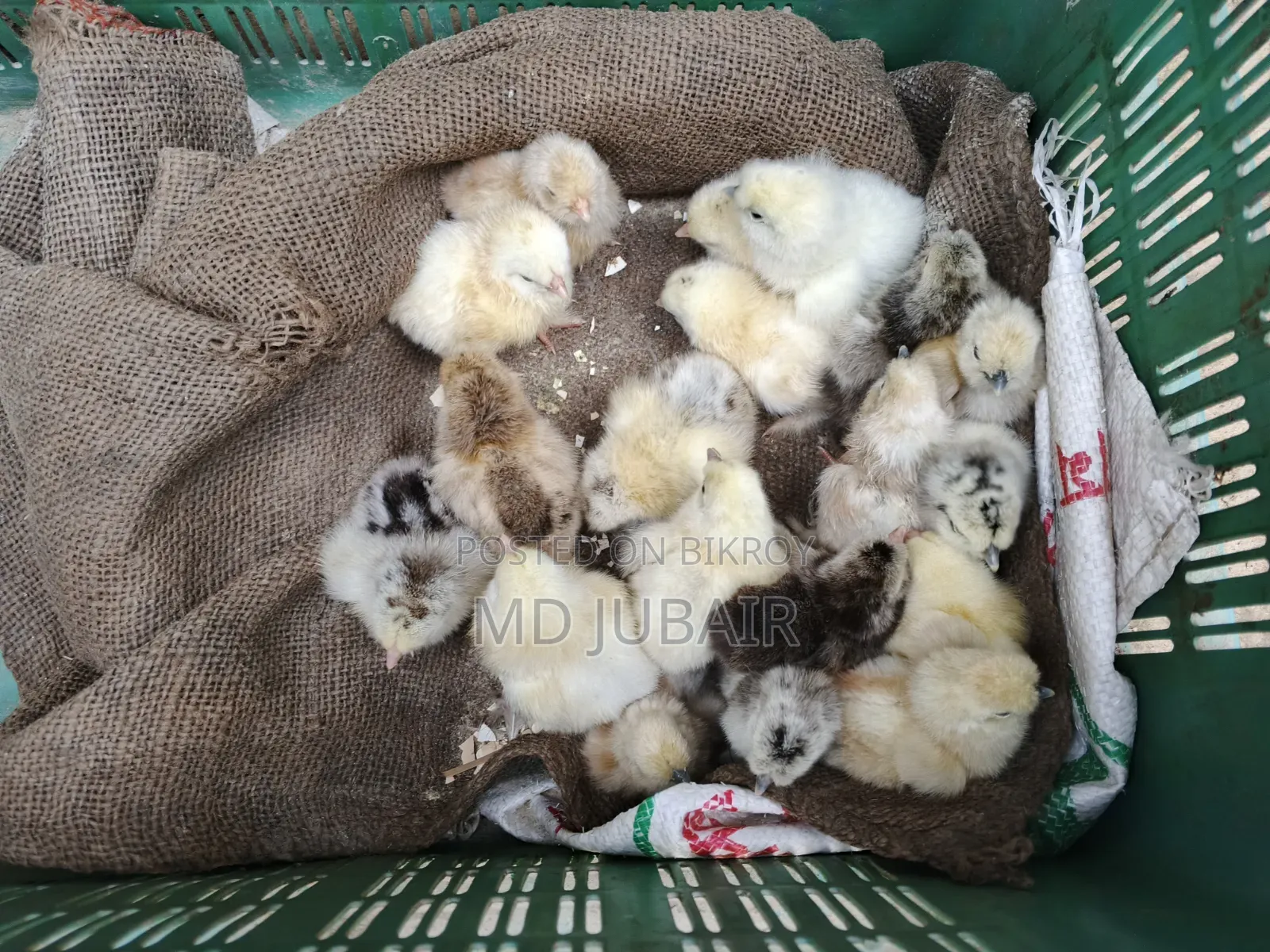 Brahma and Silkie Chicks