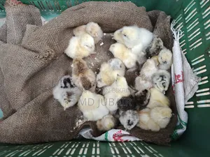 Brahma and Silkie Chicks