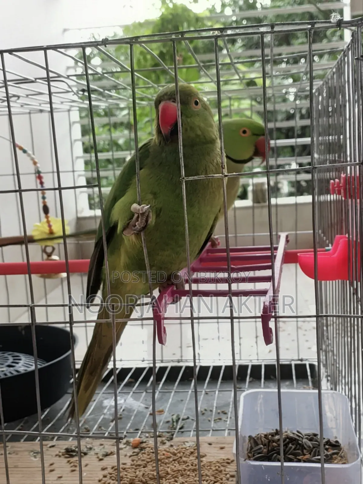 Redneck Parrot Tia Pakhi